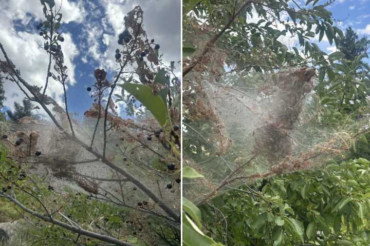 Fall Webworms Are Back And They’re Making Quite A Mess