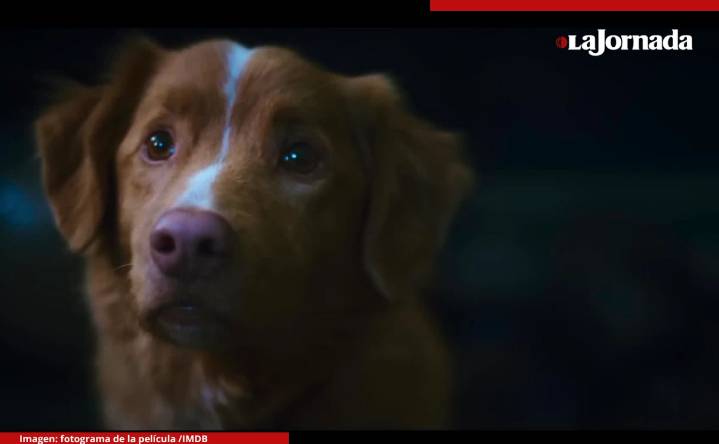 Lanzan tráiler de ‘Good Boy’, filme de terror narrado desde la perspectiva de un perro