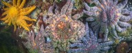 Billions of Sea Stars Are Wasting Away, And We Finally Know Why