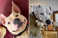 Family Convinced of Shelter Dog's Breed, Then DNA Test Changes Everything