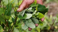 MinCiencias impulsa el aprovechamiento lícito de la hoja de coca desde la ciencia, la innovación y la bioeconomía
