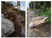 Sólo un 10% de torres eléctricas en la Safor están corregidas para evitar accidentes con aves