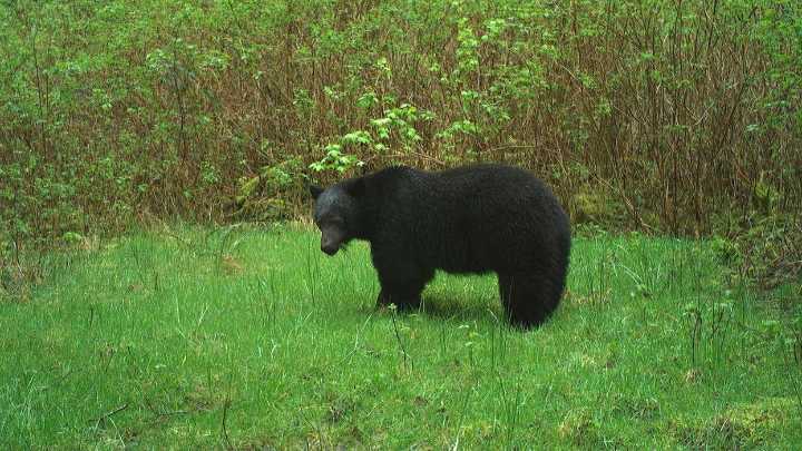 Black bear killed by vehicle in Pacific Rim National Park Reserve