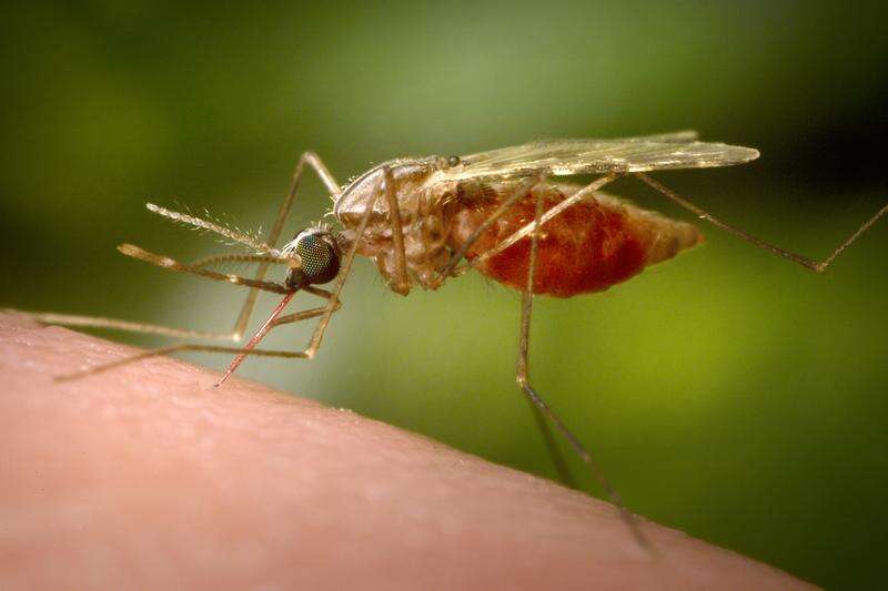 Take precautions to protect from West Nile virus
