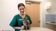 Los colegios veterinarios de Extremadura apoyan que el Grado de Veterinaria tenga seis cursos