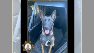Sheriff KP Falco made first arrest, Sacramento deputies say