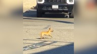 The Identity Of Tiny Intruder Hiding In California Jail Parking Lot Melts Woman's Heart