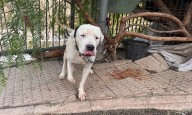 Rescatado en Lorca un perro encadenado al sol sin agua ni comida