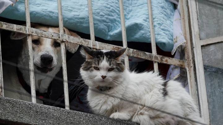 Avanza dictamen que reconoce a animales como seres sintientes en CDMX