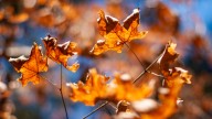 Old Farmer's Almanac doesn't think Mississippi will see fall weather soon
