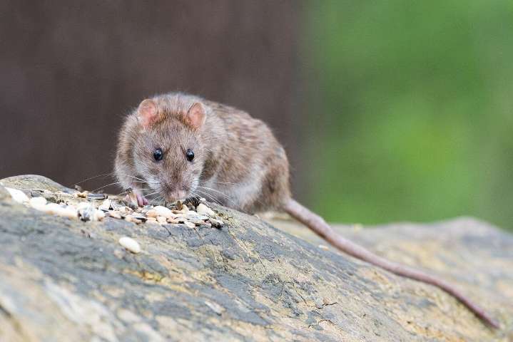 Más ratas en Zaragoza y lejos de la Plaza de los Sitios: El Gancho pide ayuda