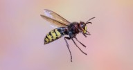Keep wasps away using 3-ingredient spray that 'overwhelms' them