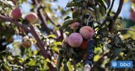 Mosca de la fruta golpea duramente a Coquimbo: revelan pérdidas de hasta "un millón de kilos"