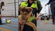 Video | Perrito Aquiles Pasó de Ser Maltratado a Integrarse a la Policía Capitalina