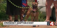 2 local shelters host events to find pets their forever homes