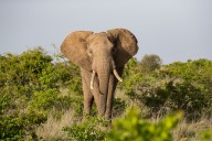 Elefante pisó a turista mientras intentaba tomarse una foto en la India