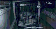 Puppy Surprises Owner After Leaving Crate Door Unlocked
