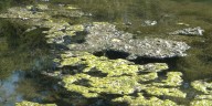 Veterinarian warns pet owners of dangerous, potentially deadly, algae in the water