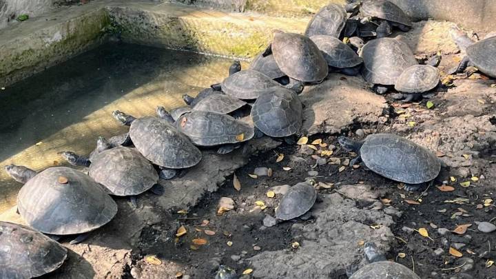 Cali impulsa la recuperación de fauna silvestre: 49 tortugas retornan a su hábitat natural