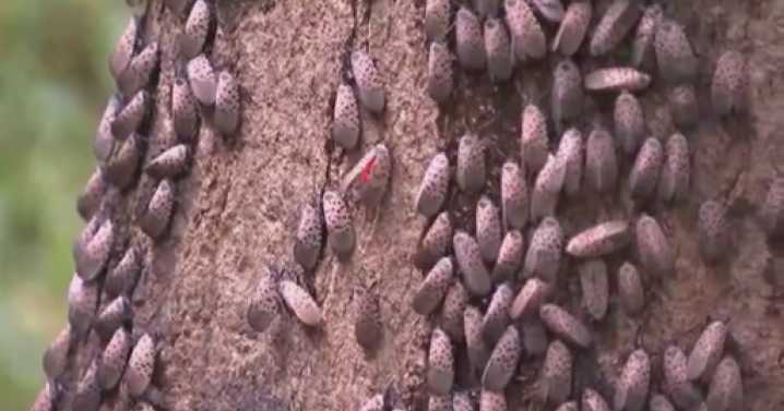 Milkweed supports native pollinators, fights spotted lanternfly