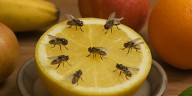 El método casero que recomiendan los expertos para terminar con las moscas de la fruta
