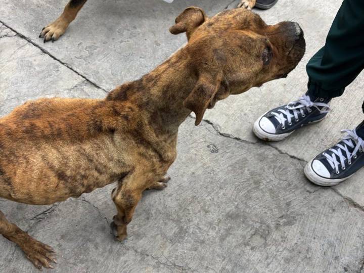AUTORIDADES MUNICIPALES ASEGURAN A PERRITA QUE SUFRÍA MALTRATO