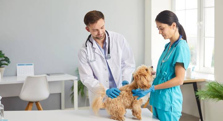 Corte Constitucional modifica el Código de Ética de veterinarios y zootecnistas: animales ahora son reconocidos como seres sintientes