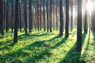 En la era Milei. El Gobierno dijo que aumentó la superficie forestal, pero en el sector privado advierten que faltan inversiones