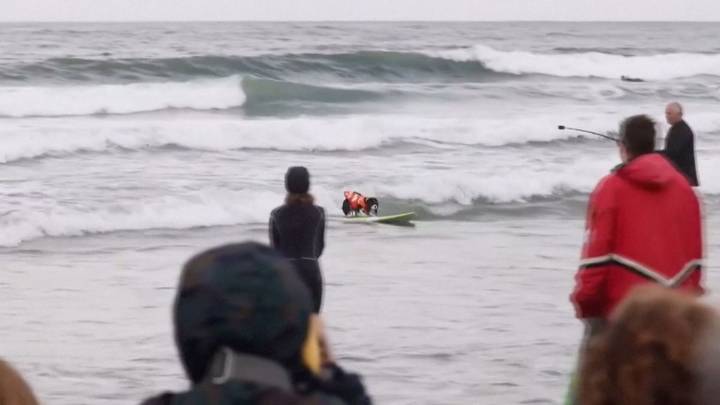 Dogs compete in 2025 World Dog Surfing Championship