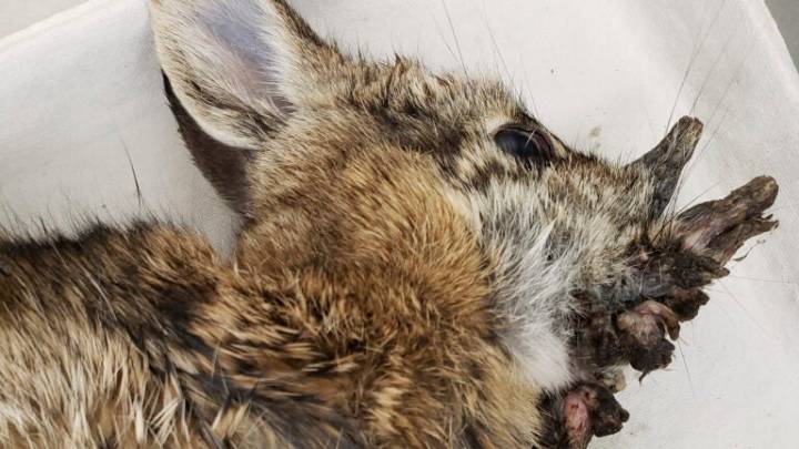 Rabbits with 'horns' in Colorado: Here's what to know