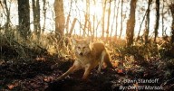 Thorntown artist wins state photo contest with Coyote at dawn