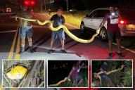 12-foot python captured near South Carolina school