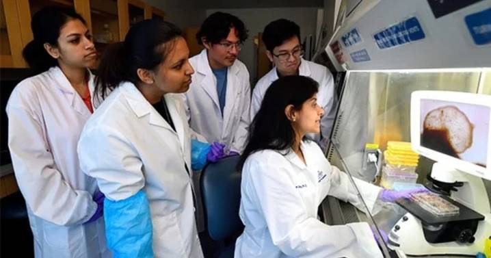Científicos crean primer organoide cerebral completo con actividad neuronal