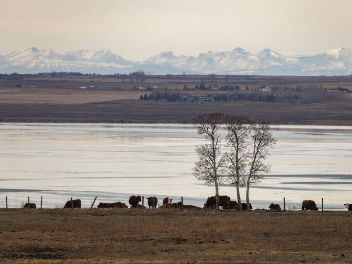 Cyanobacteria advisory issued for popular fishing lake east of Calgary