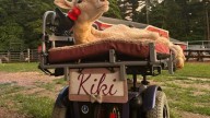 La increíble historia de Kiki: la oveja que aprendió a manejar su propia silla de ruedas