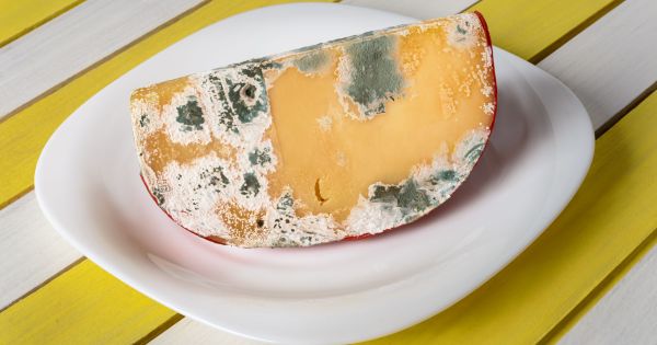 Ordenan suspender un queso muy popular por riesgo de Salmonella y restos de ratas