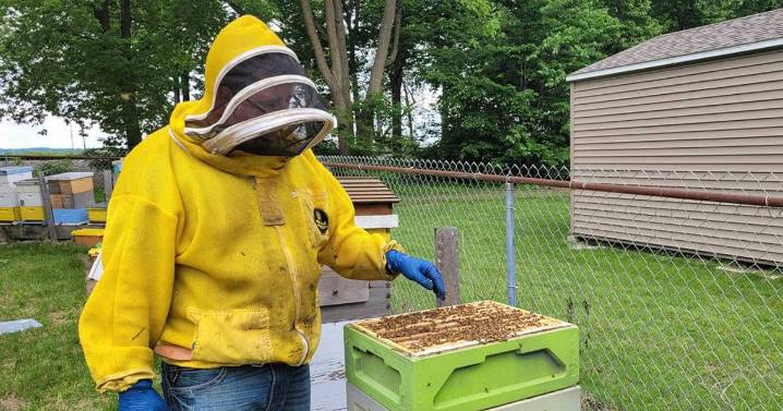 Illinois beekeepers battle losses, costs to keep hives buzzing