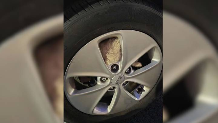 Woman From Indiana Spotted Something Fluffy Jump In A Car Tire Only To Make A Shocking Discovery