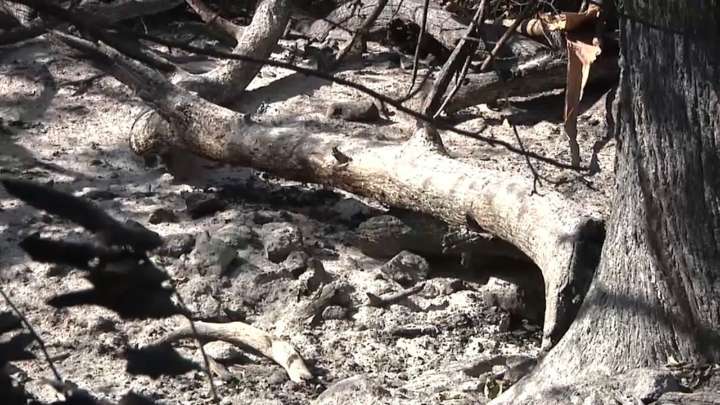 Los incendios forestales impiden cambiar el uso del suelo durante al menos 30 años
