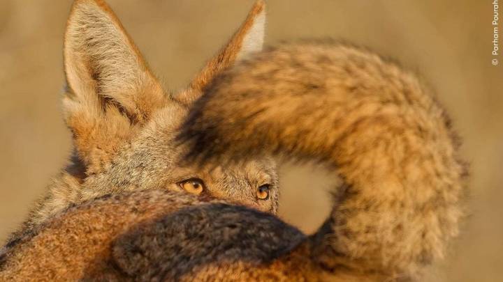 Cheetahs Feast and Sloths Snooze in These Stunning Wildlife Photographer of the Year Entries