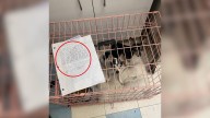 Pennsylvania Shelter Workers Discover Two Small Dogs Left Outside With A Heartbreaking Letter
