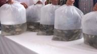 Reactivan pesca en bordos de San Juan del Río