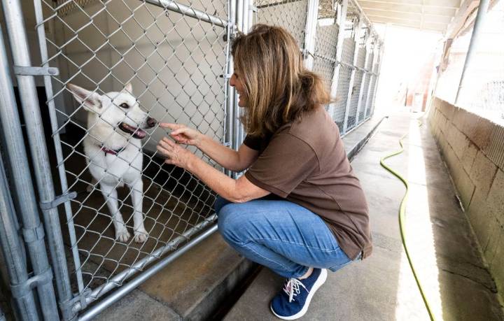Rescue groups are struggling to stay open while save requests increase