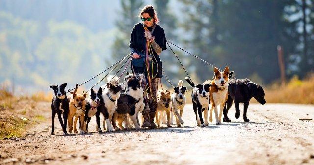 Vet urges pet owners to avoid getting popular dog breed amid health concerns