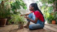 The ultimate spider plant guide for beginners – no gardening experience necessary