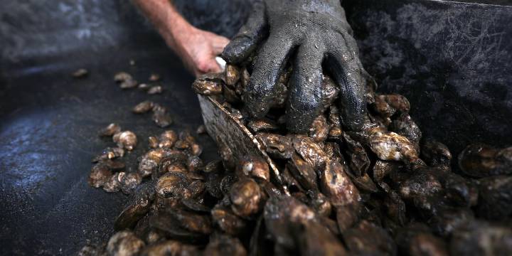 FWC approves preliminary guidelines to open Apalachicola Bay for limited wild oyster harvest