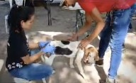Realizan jornada de atención veterinaria en municipio Sifontes