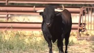 Un toro de la ganadería salmantina de Garcigrande será el Toro de la Vega 2025