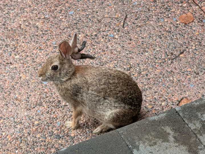 Is that ... a jackalope? Why do those rabbits have tentacles on their heads?