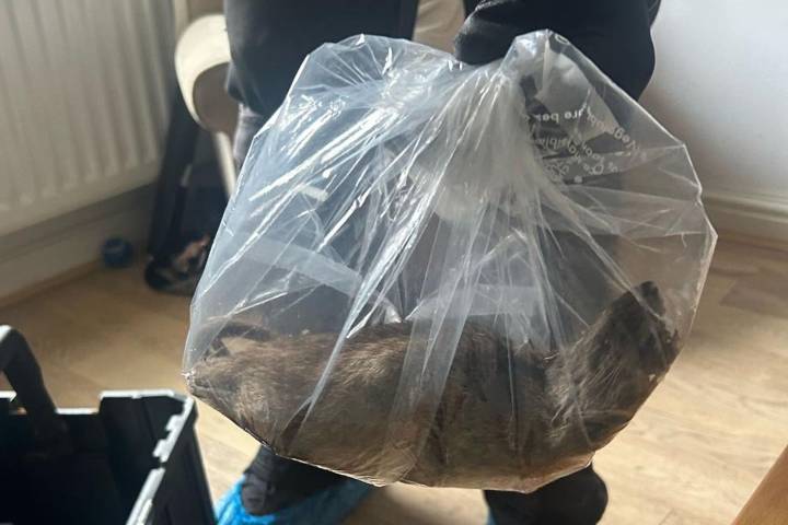 Giant 22-Inch Rat Found Inside Home in England Is ‘Not a One